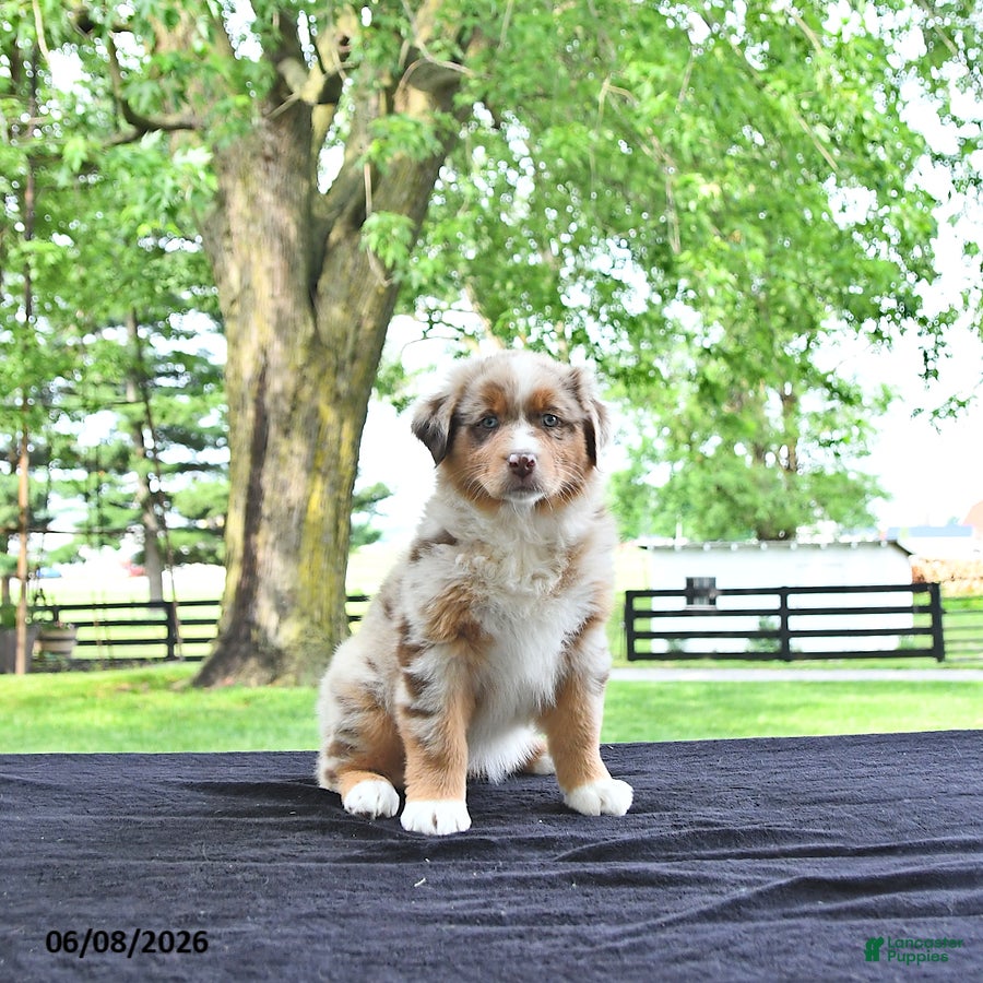 Australian Shepherd dogs Dafney - Ad 2