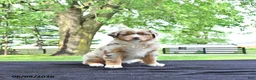 Australian Shepherd dogs for sale: Dafney - Ad 2