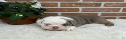 English Bulldog dogs for sale: Sebastian  - Ad 5