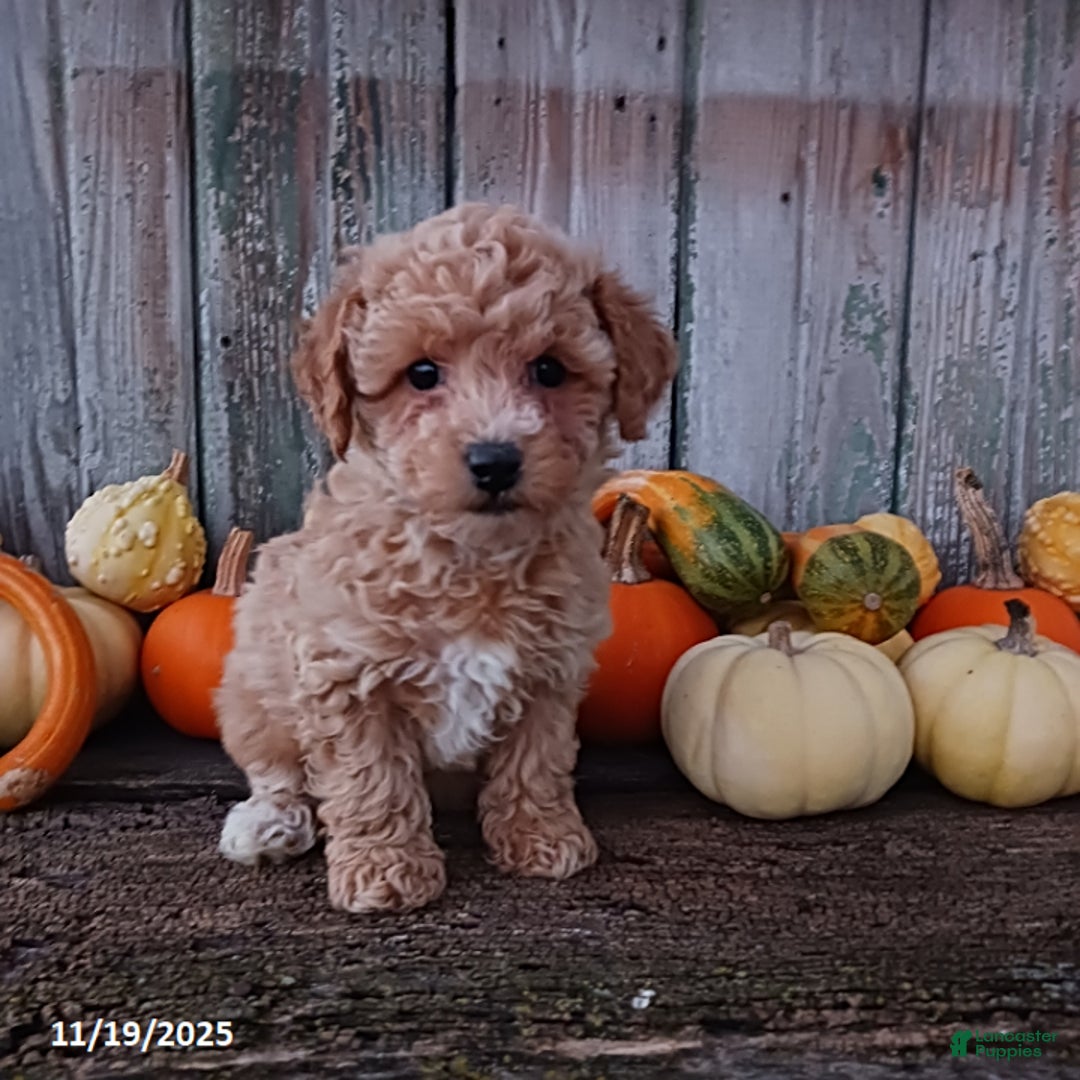 Bichpoo dogs for sale: Sophia - Ad 1