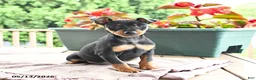 Miniature Pinscher dogs for sale: Frisbee - Ad 4