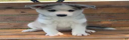 Alaskan Husky dogs for sale: Sabre - Ad 5