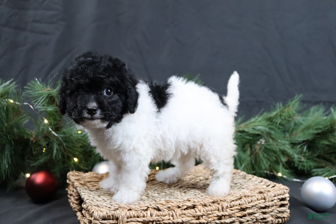 Cavapoo dogs for sale: Jingle - Ad 1