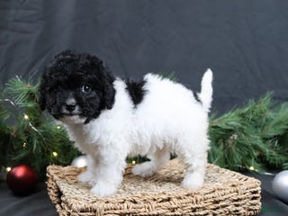 Cavapoo dogs for sale: Jingle - Ad 2