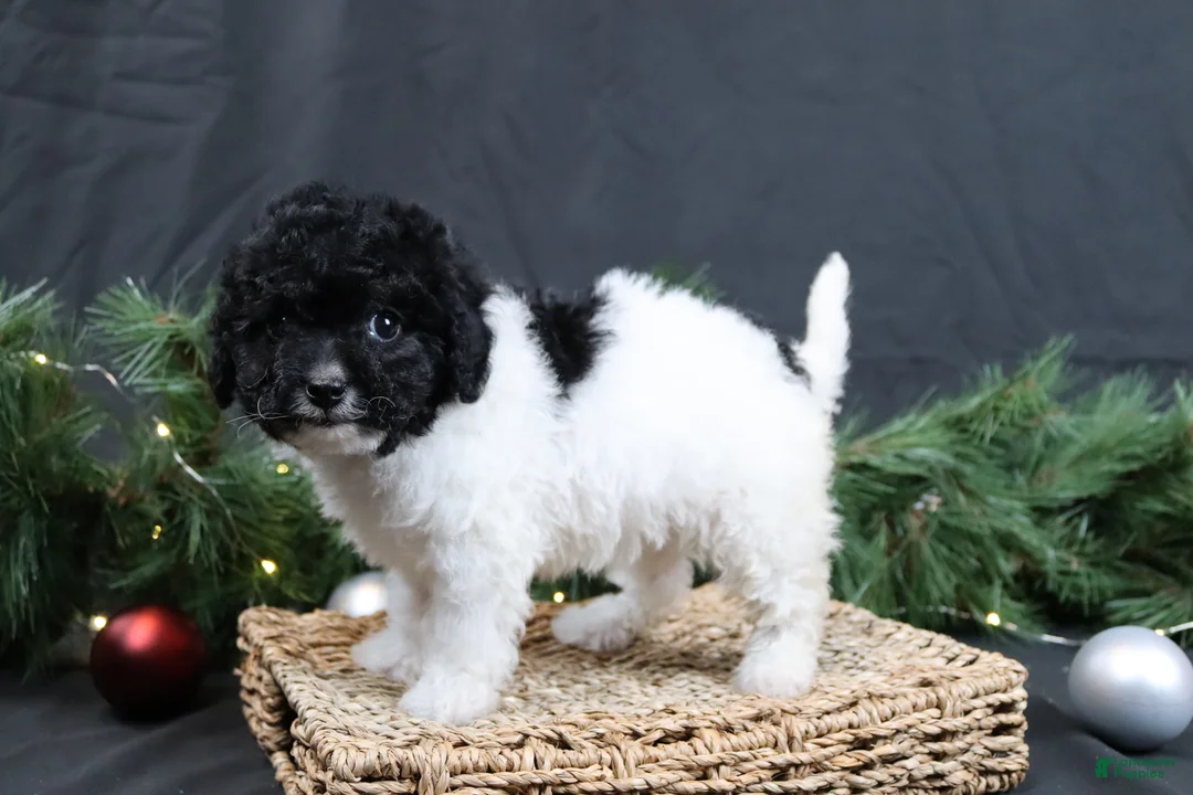 Cavapoo dogs for sale: Jingle - Ad 1