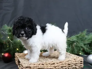Cavapoo dogs Jingle - Ad 8