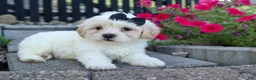 Teddy Bear dogs for sale: Bently 🐶 - Ad 10