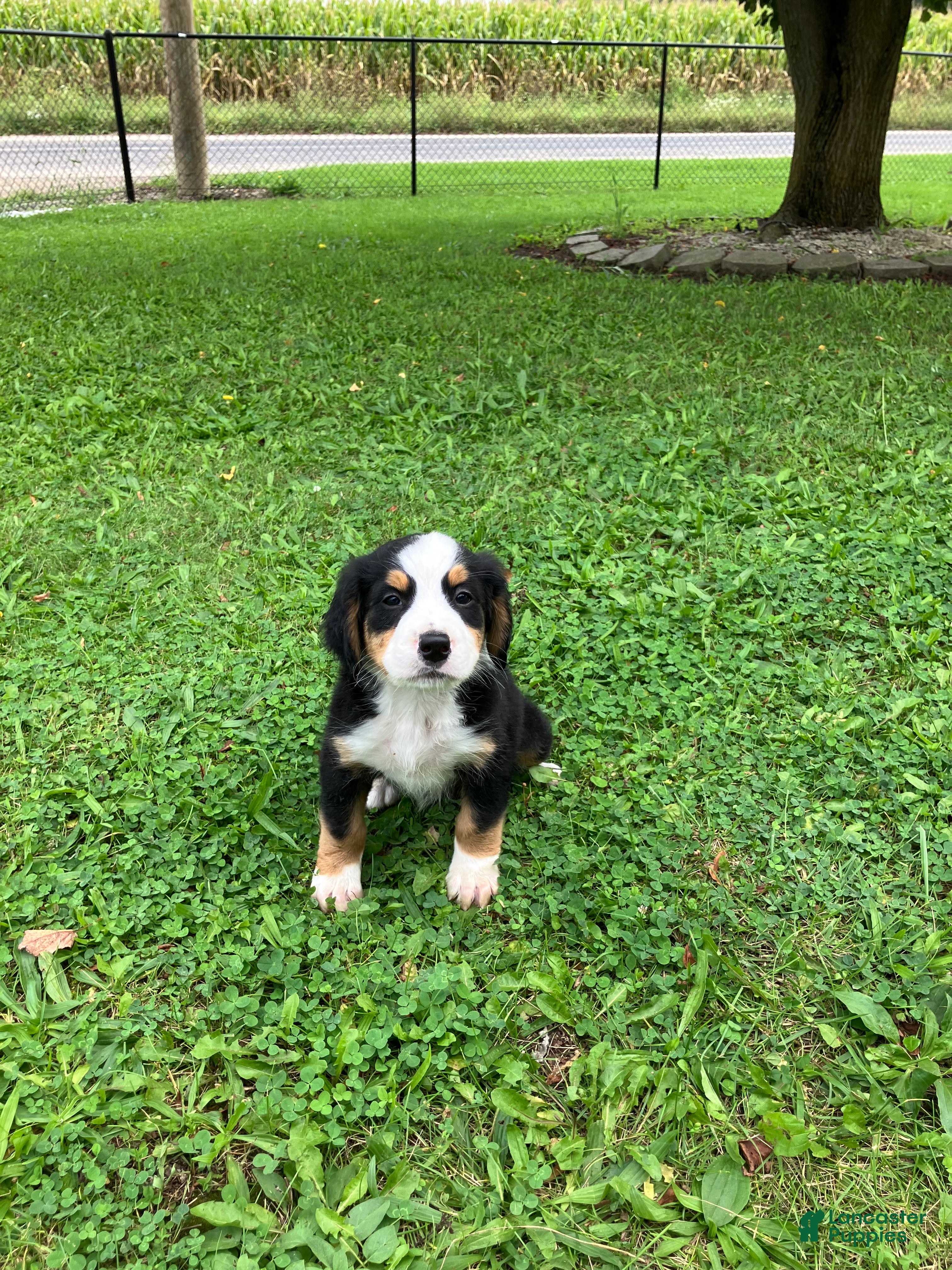 Bernese Mountain Dog dogs Akc Ranger - Ad 3