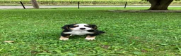 Bernese Mountain Dog dogs for sale: Akc Ranger - Ad 1