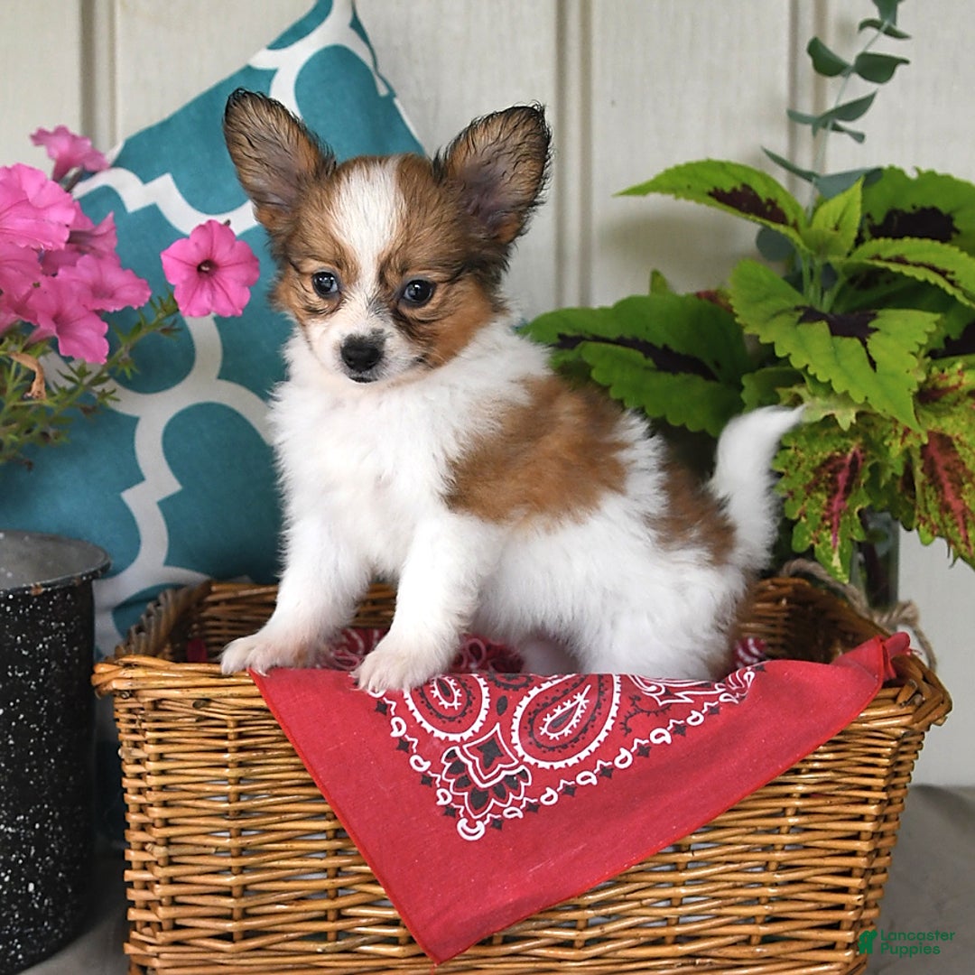 Papillon dogs for sale: Scout - Ad 10