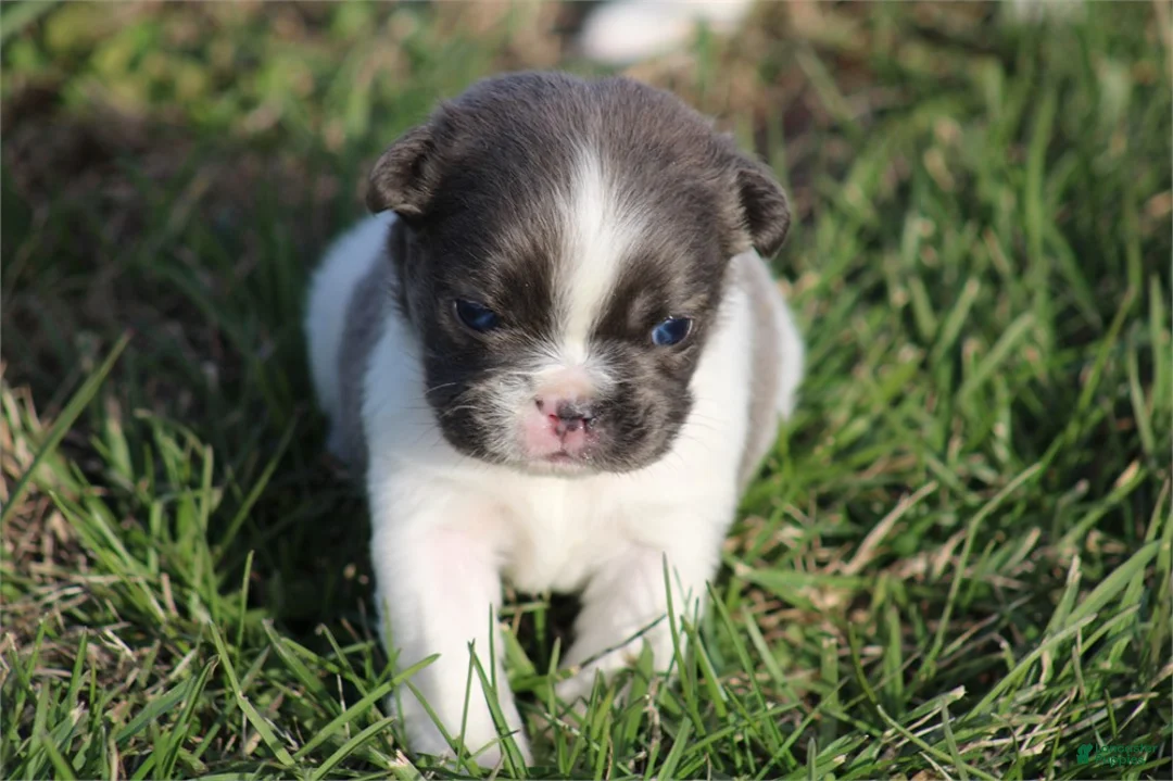 French Bulldog dogs for sale: Mini French Bulldog Puppy 1 - Ad 2