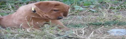 Labrador Retriever dogs for sale: Sandy (yellow collar) - Ad 3