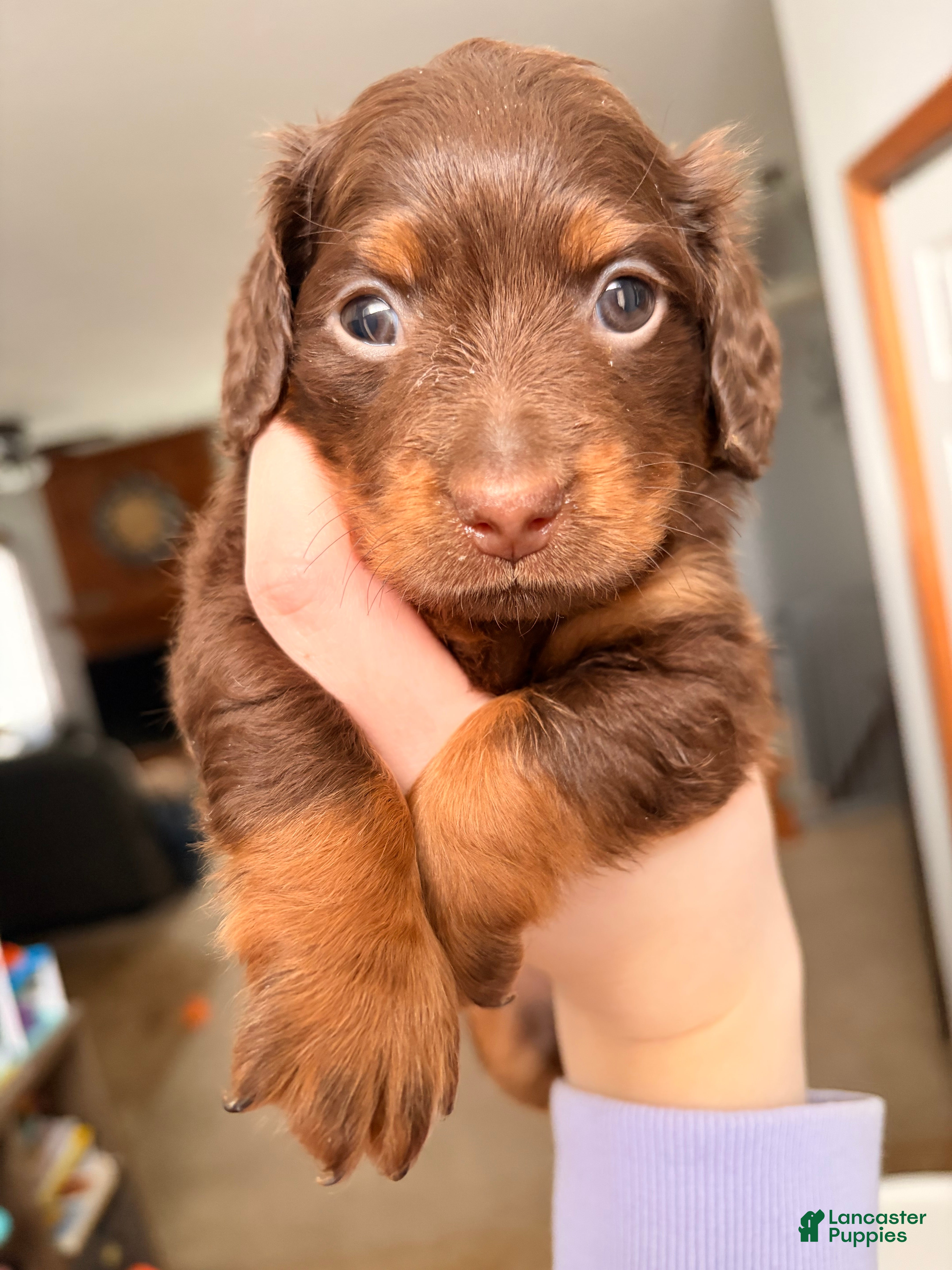 Miniature Dachshund dogs Dobber  - Ad 16