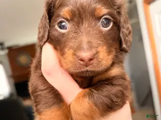 Miniature Dachshund dogs Dobber - Ad 16