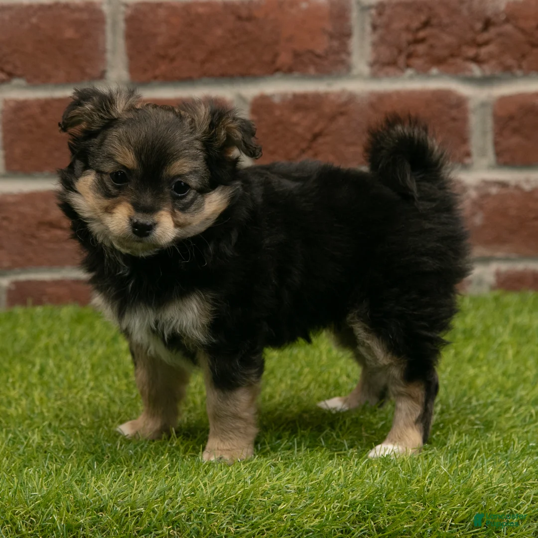 Chihuahua dogs for sale: Sasha - Ad 1