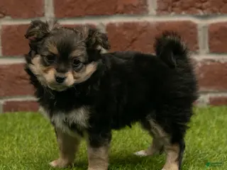 Chihuahua dogs for sale: Sasha - Ad 3