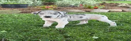 Great Dane dogs for sale: Pansy Great Dane  - Ad 14