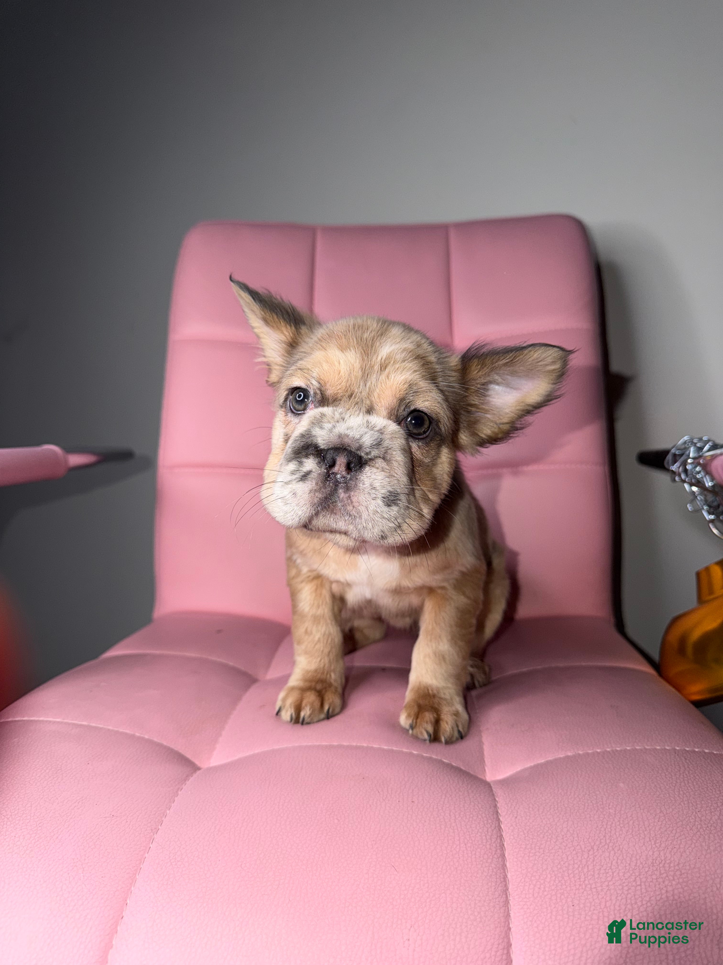 French Bulldog dogs French Bulldog Puppy 5 - Ad 29