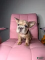 French Bulldog Puppy 5