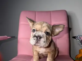 French Bulldog dogs French Bulldog Puppy 5 - Ad 2
