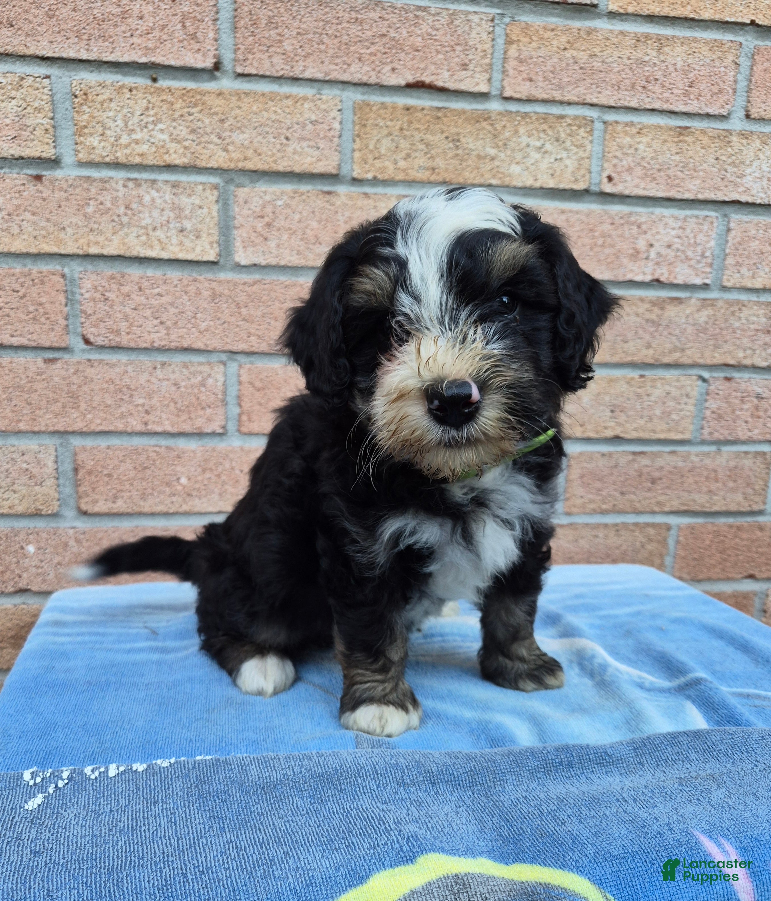 Mini Bernedoodle dogs for sale: Rocky - Ad 4