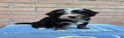 Mini Bernedoodle dogs for sale: Rocky - Ad 1