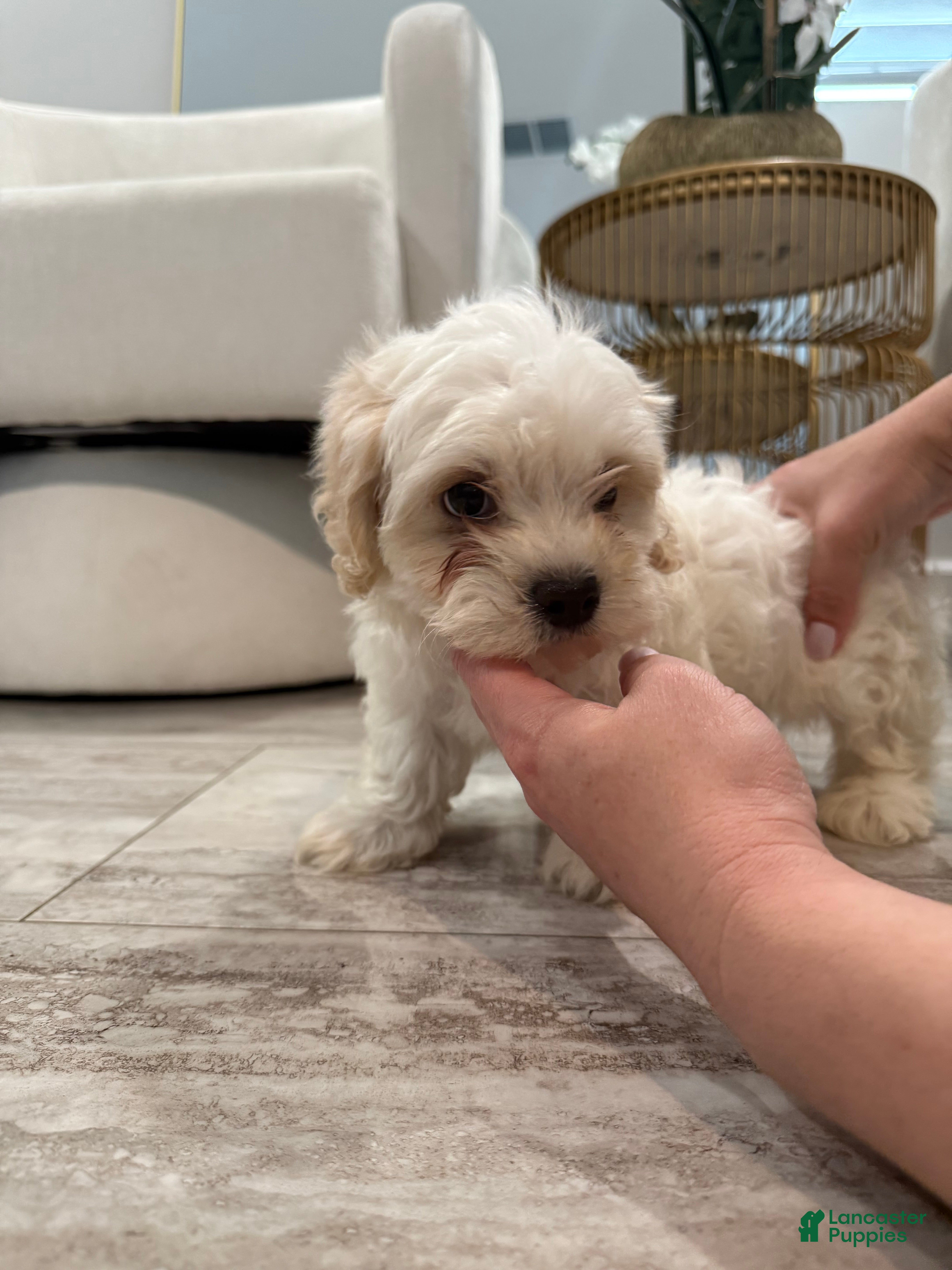 Maltipoo dogs for sale: Maltipoo Puppy 1 - Ad 1