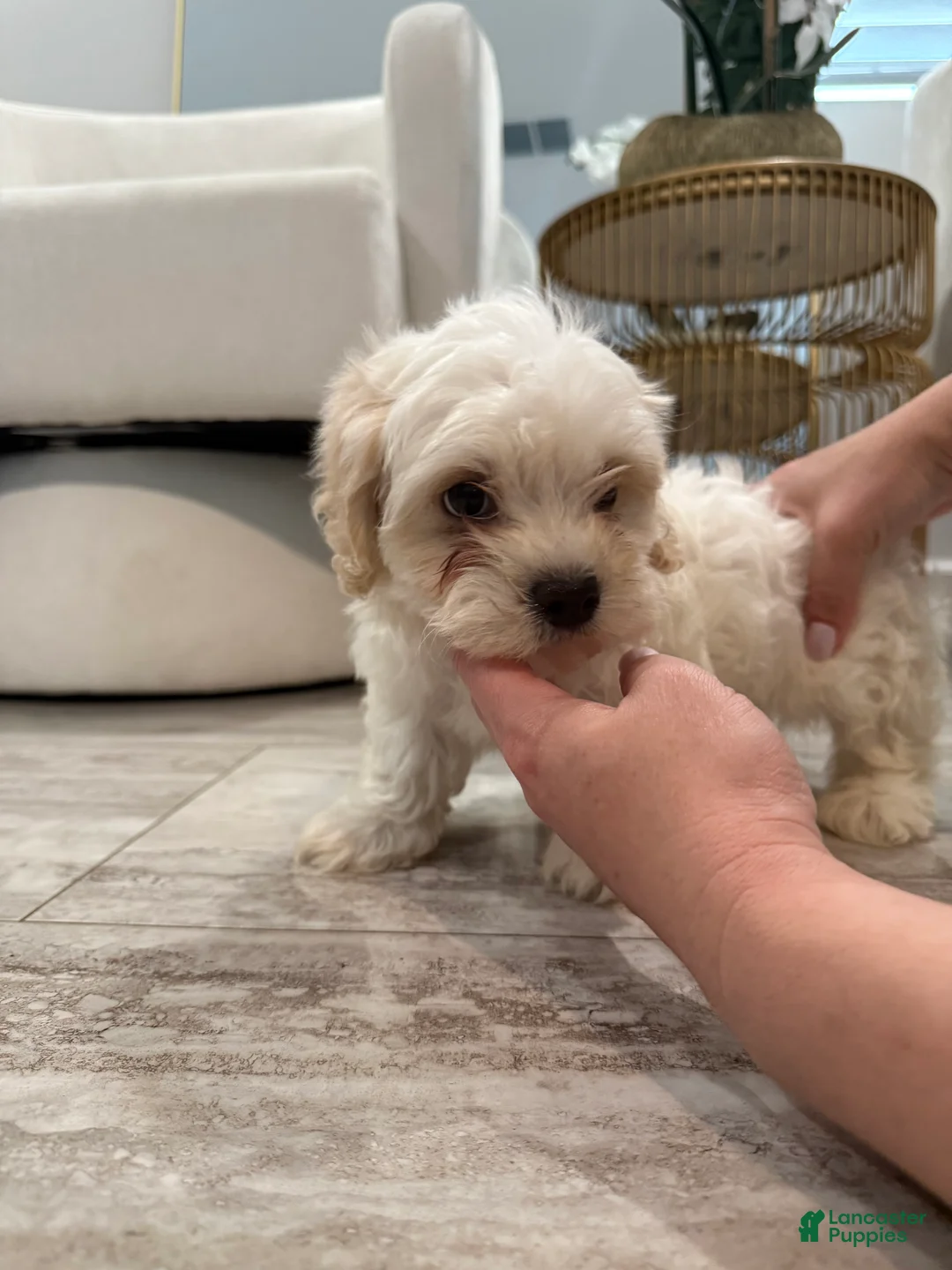 Maltipoo dogs for sale: Maltipoo Puppy 1 - Ad 1