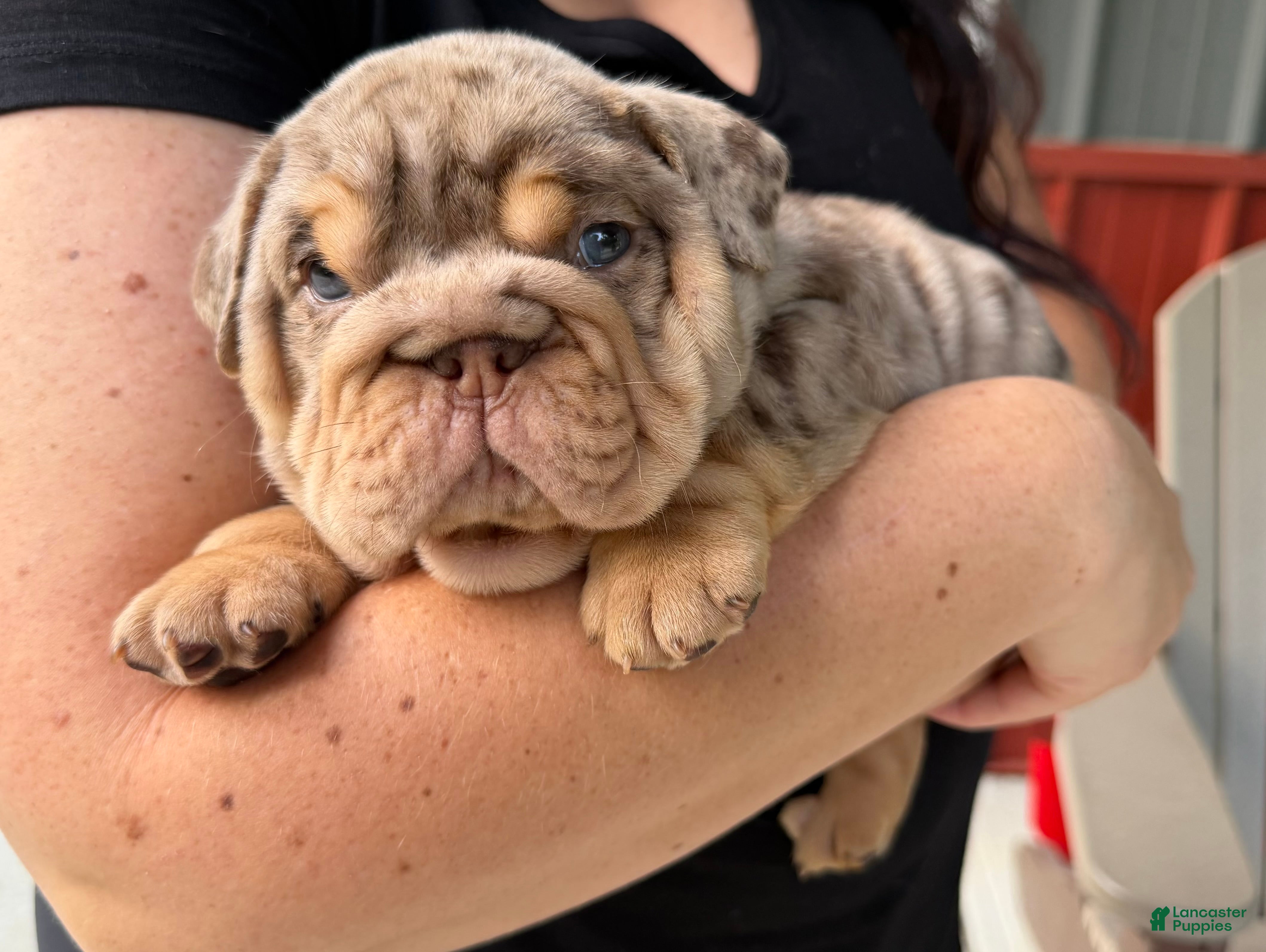 English Bulldog dogs Twix - Ad 1