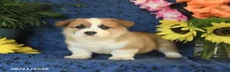 Welsh Corgi Pembroke dogs for sale: Ginger - Ad 7