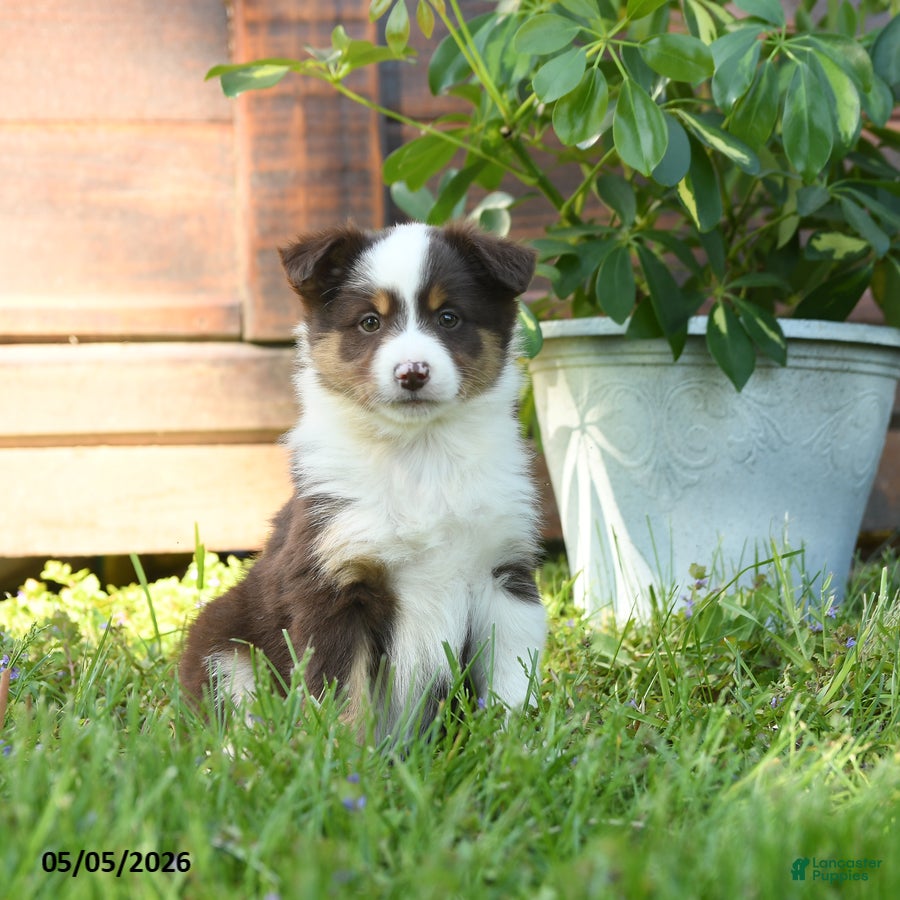 Miniature Australian Shepherd dogs Gemini - Ad 1