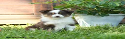 Miniature Australian Shepherd dogs for sale: Gemini - Ad 1