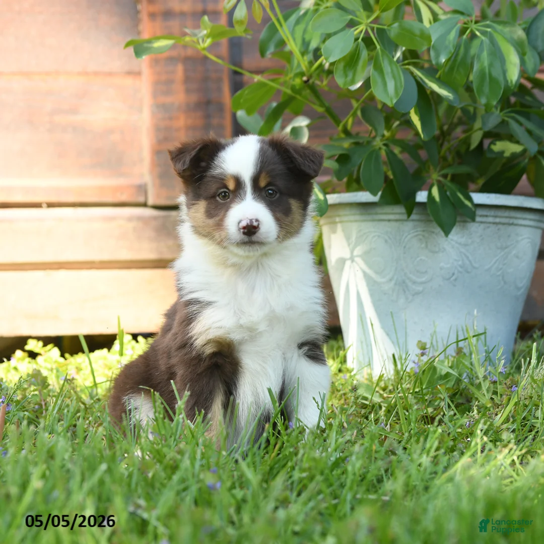 Miniature Australian Shepherd dogs for sale: Gemini - Ad 1