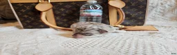 Chihuahua dogs for sale: Cookie - Ad 1