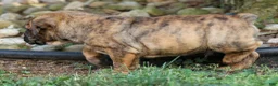 Beabull dogs for sale: Archie 🐶 - Ad 5
