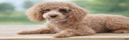 Miniature Poodle dogs for sale: Georgie - Ad 1