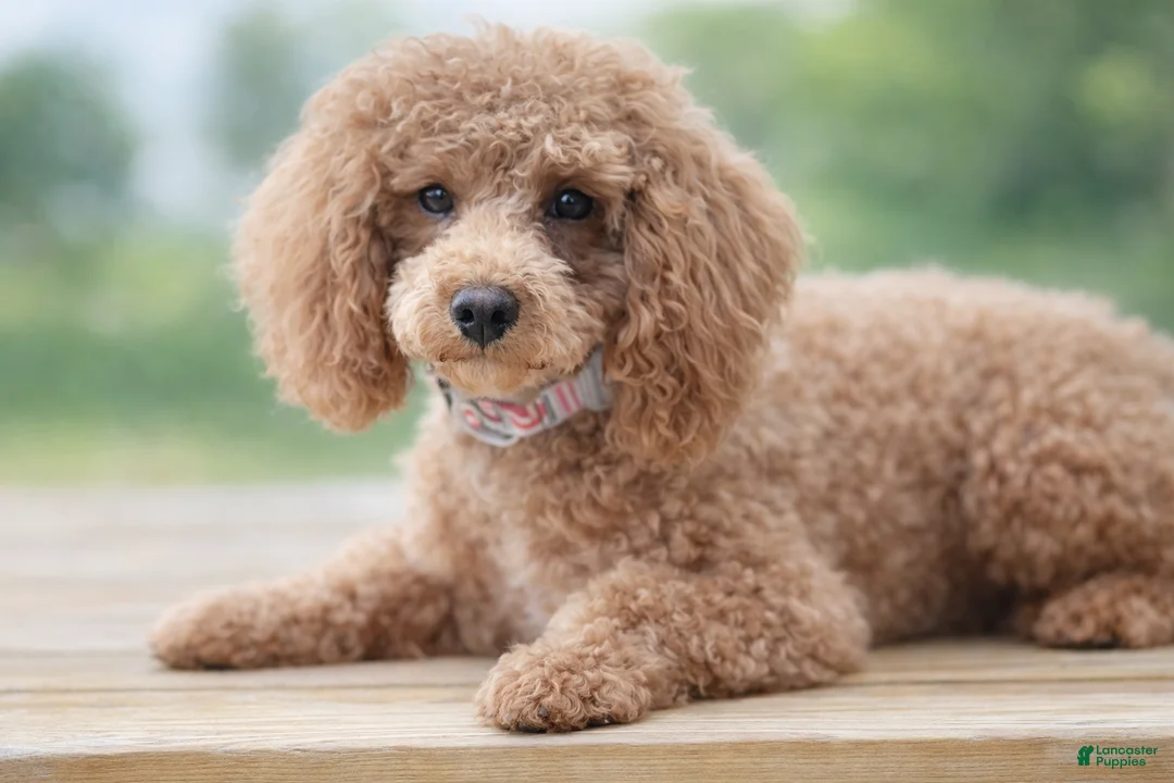 Miniature Poodle dogs for sale: Georgie - Ad 1