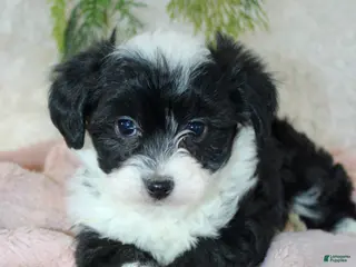 Toy Poodle dogs Toy Australian Shepherd Puppy 3 - Ad 21