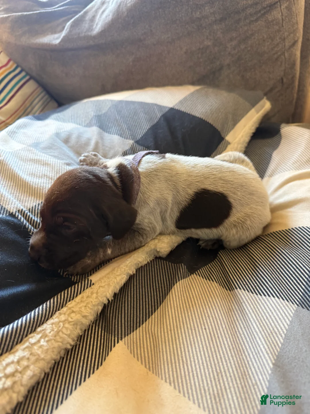 German Shorthaired Pointer dogs for sale: German Shorthaired Pointer Puppy 4 - Ad 2
