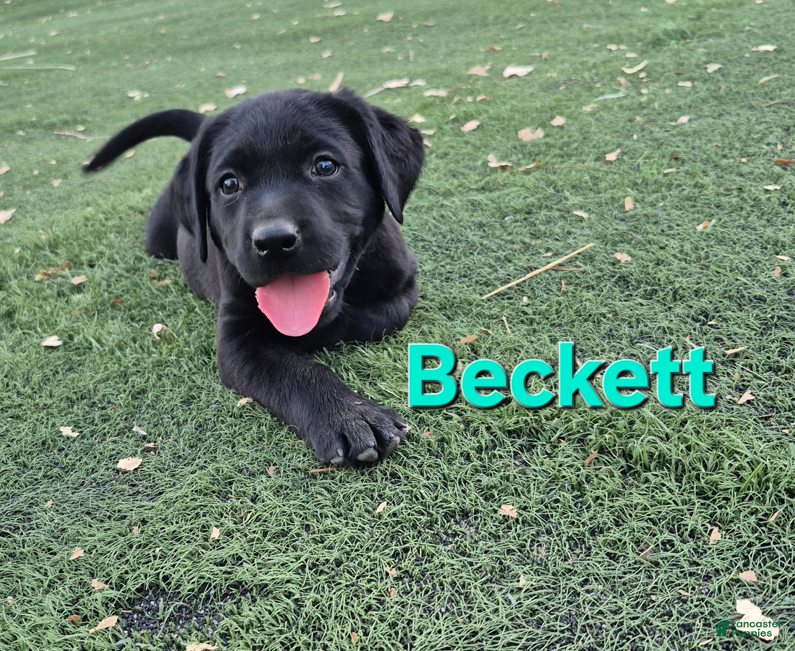 Labrador Retriever dogs Beckett - Ad 2