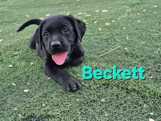 Labrador Retriever dogs Beckett - Ad 2