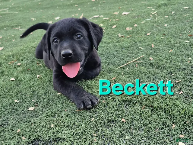 Labrador Retriever dogs for sale: Beckett - Ad 2