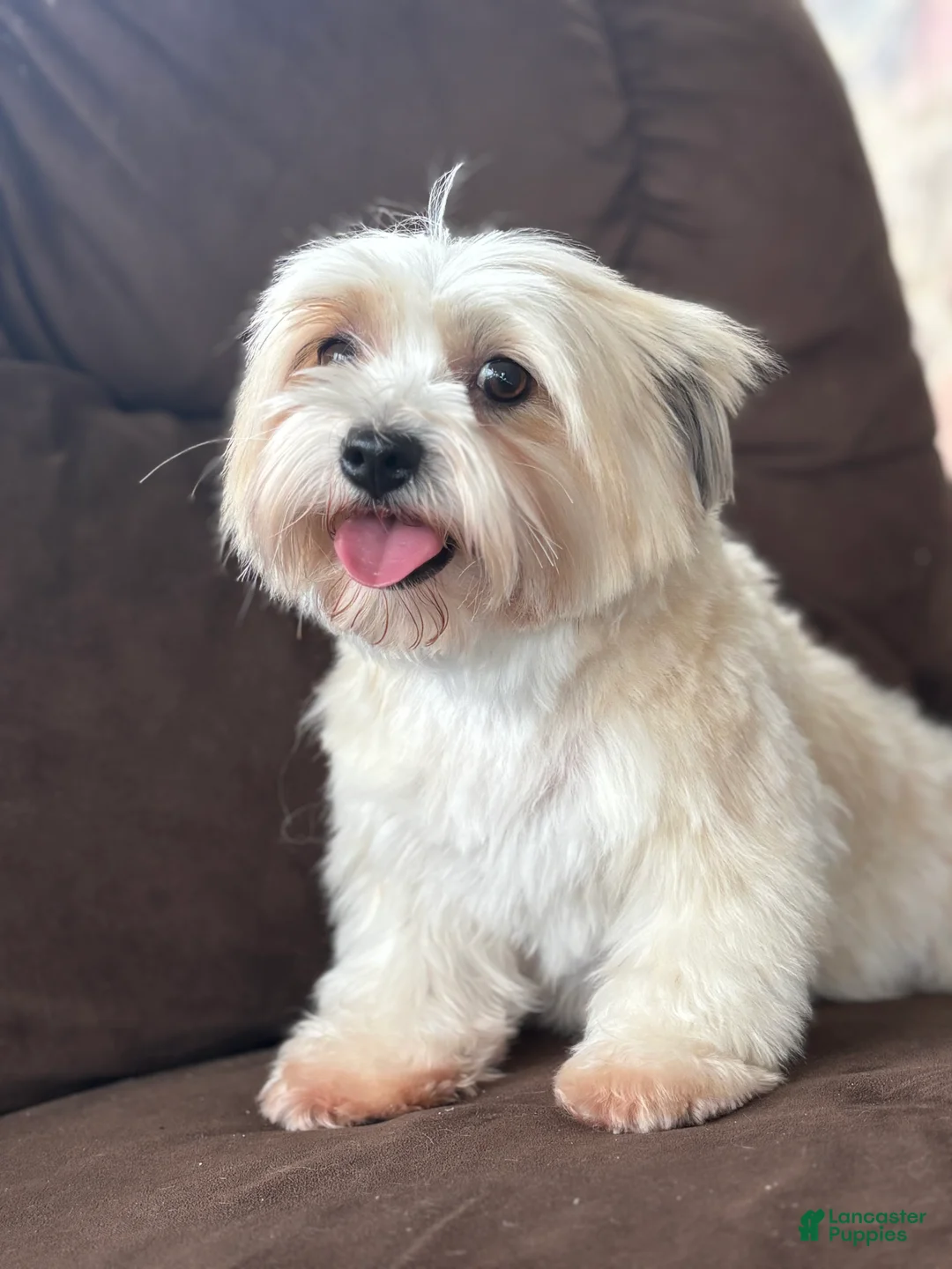 Biewer Terrier dogs for sale: Meadows - Ad 1