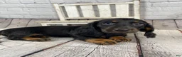 Miniature Dachshund dogs for sale: Coco - Ad 4