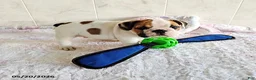 English Bulldog dogs for sale: Rugur - Ad 2