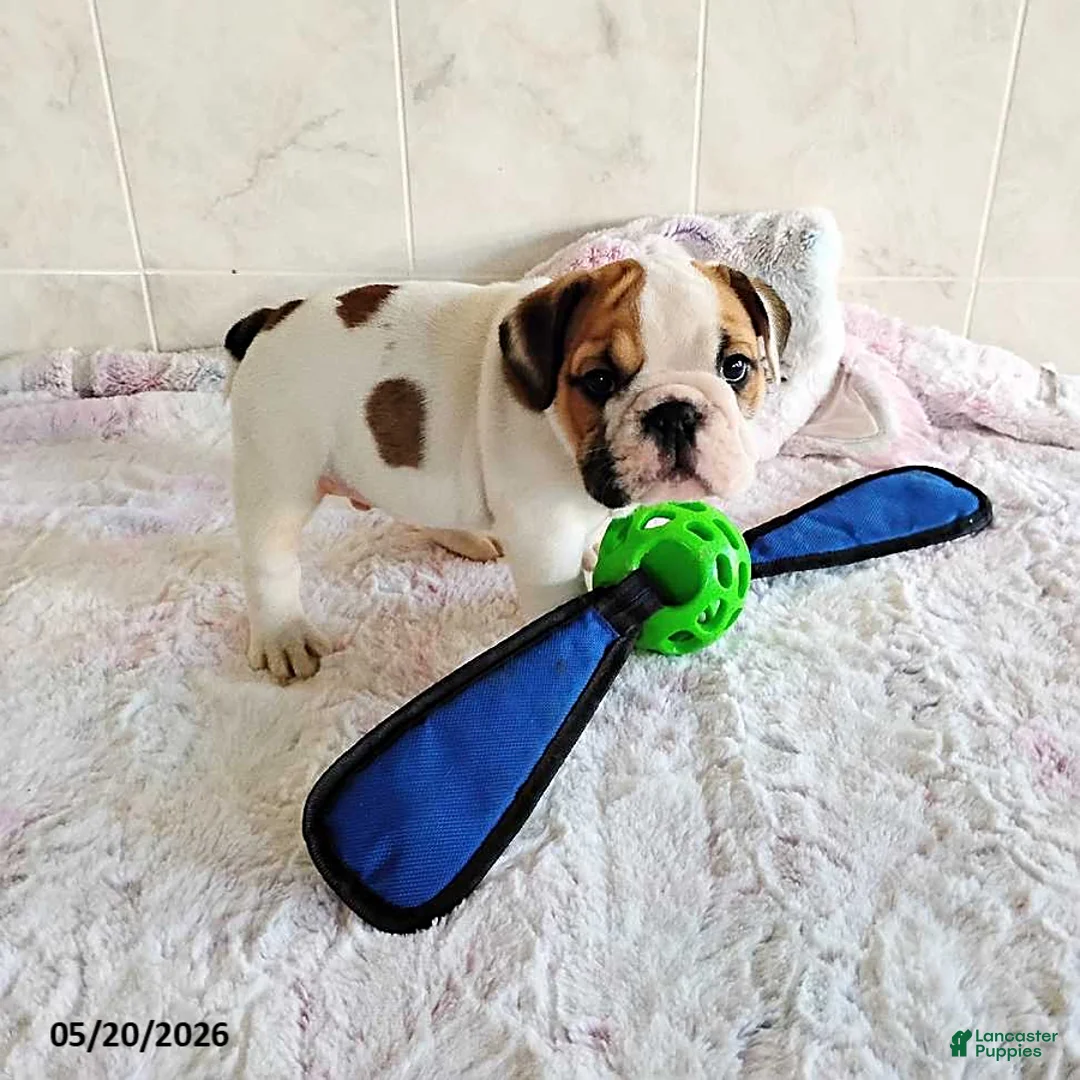 English Bulldog dogs for sale: Rugur - Ad 2