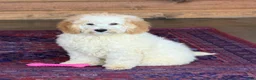 Mini Goldendoodle dogs for sale: Travis - Ad 5