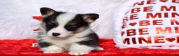 Welsh Corgi Pembroke dogs for sale: Welsh Corgi Pembroke Puppy 4 - Ad 2