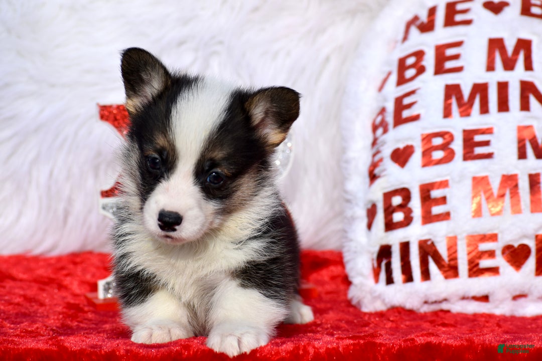 Welsh Corgi Pembroke dogs for sale: Welsh Corgi Pembroke Puppy 4 - Ad 2
