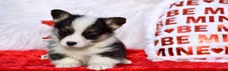 Welsh Corgi Pembroke dogs for sale: Welsh Corgi Pembroke Puppy 2 - Ad 7